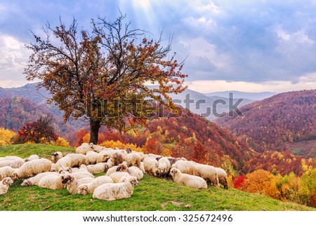 Sheep under the tree  in autumn landscape in the Romanian Carpathians
