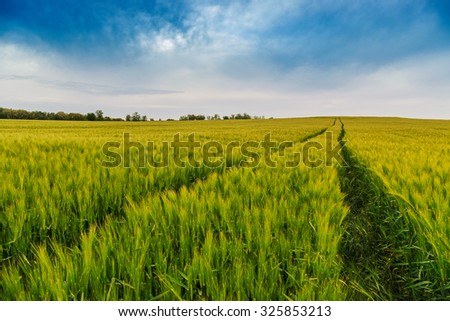 Wheat field landscape with path in summer-Hungary