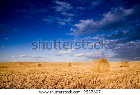 Field of gold and blue sky