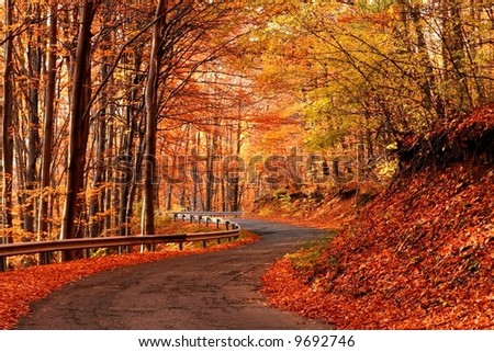 Autumn scene at the forest