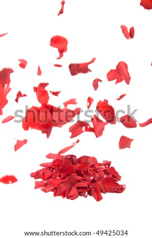 stock photo : Falling rose petals on white background stock photo : Falling rose petals on white background