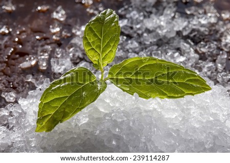 salt and mint for seasoning food