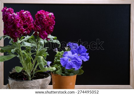 bouquet of  flowers in vase on blackboard background with copyspace