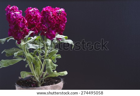 bouquet of  flowers in vase on blackboard background. with copypace