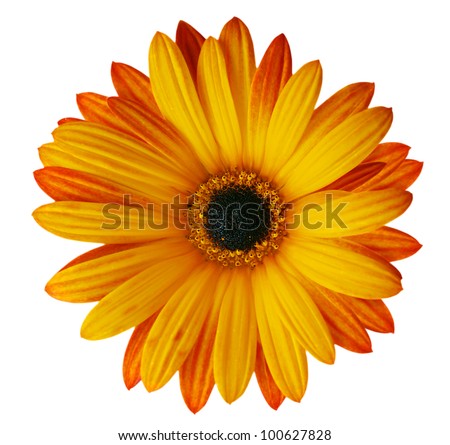 Orange Flower Isolated On White Background Stock Photo 100627828