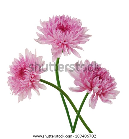 Three beautiful chrysanthemum isolated on white