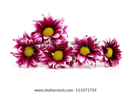 Purple Dahlia flower with yellow Center and white leaf edges Isolated on White Background