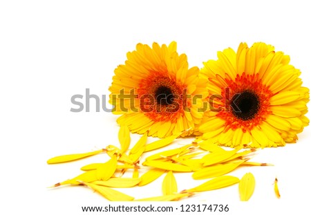 Red chrysanthemums isolated on white background