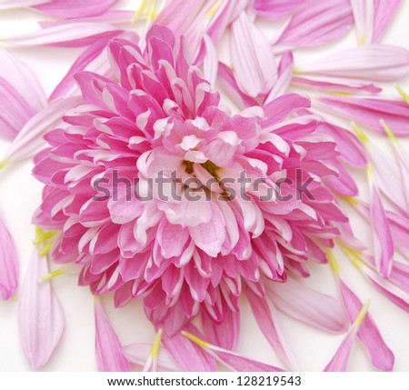 pink chrysanthemum  isolated on  background