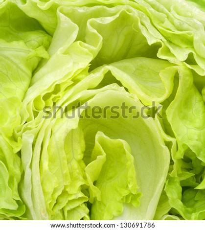 fresh green iceberg salad background