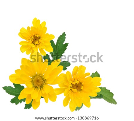 Beautiful bright yellow chrysanthemums on white background