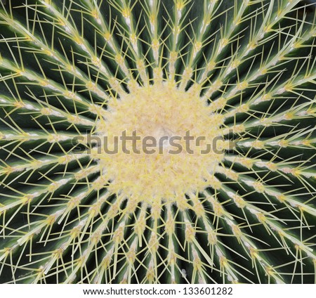 Tight close up of cactus pattern.