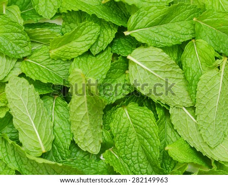 fresh mint leaves isolated on  background