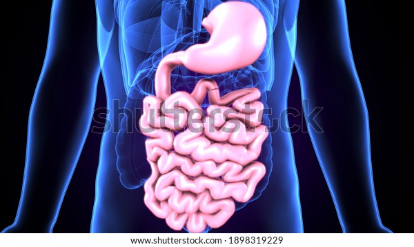 Ilustraci N D De La Anatom A Del Sistema Digestivo Humano Stomach Con