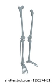 3d Illustration Human Legs Bones Stock Illustration 1150732970