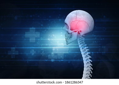 D Illustration Human Skull Spinal Cord Stock Illustration