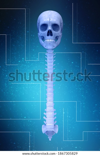 D Illustration Human Skull Spinal Cord Stock Illustration