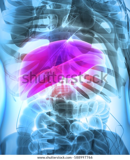 3d Illustration Liver Part Digestive System Stock Illustration