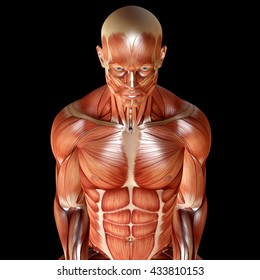 3d Render Male Muscular Anatomy Stock Illustration 433810153 Shutterstock