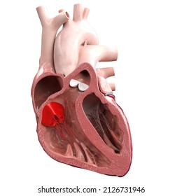 D Rendered Illustration Heart Valves Tricuspid Stock Illustration