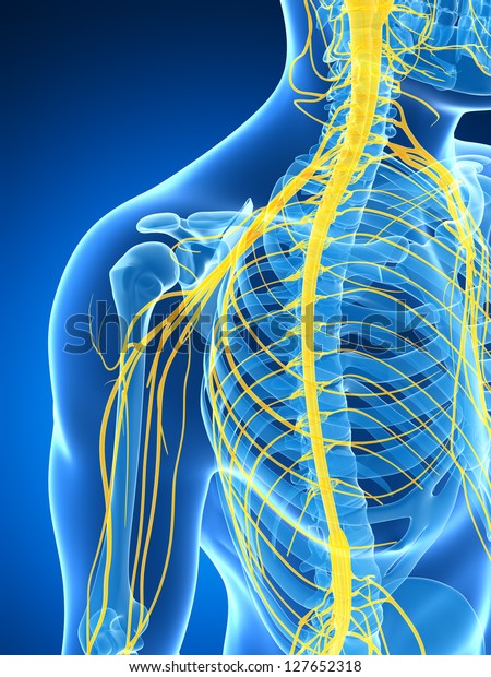 3d Rendered Illustration Male Nerve System Stock Illustration 127652318