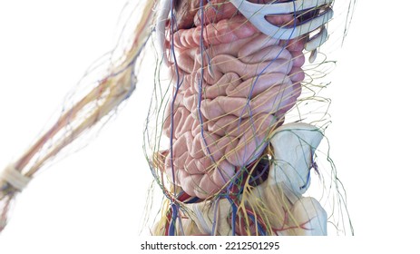 D Rendered Medical Illustration Abdominal Organs Stock Illustration