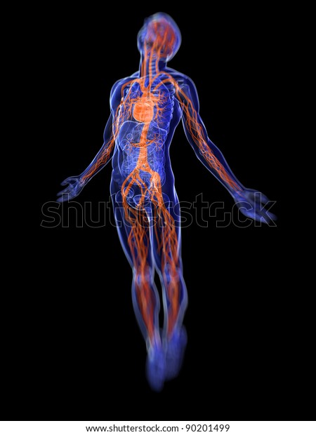 D Rendered Medical Illustration Human Vascular Stock Illustration