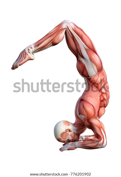 D Rendering Male Anatomy Figure Muscles Shutterstock