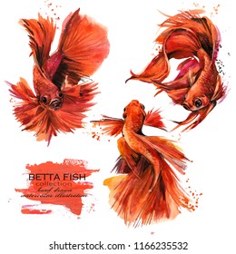 Watercolor Betta Fish Images Stock Photos Vectors Shutterstock