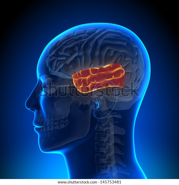 Brain Anatomy Temporal Lobe Stock Illustration