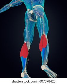 Calf Muscles Human Anatomy Gastrocnemius 3d ilustración de stock