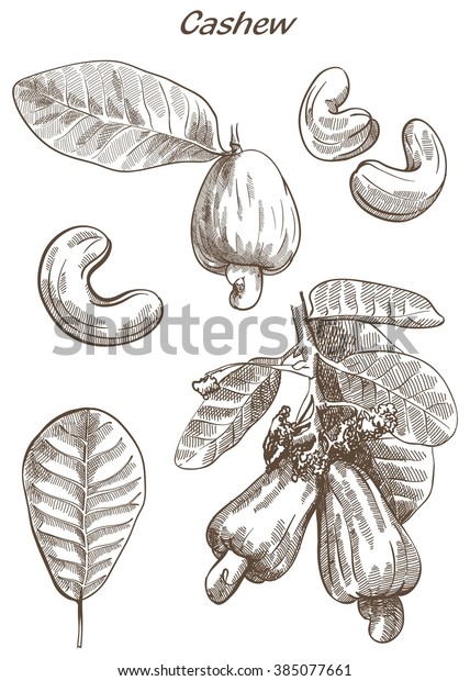 Cashew Set Hand Drawn Sketches On