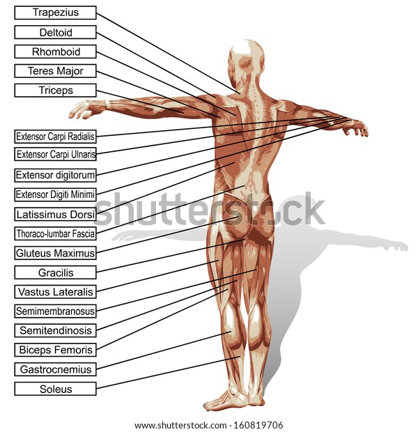 Concept Conceptual D Human Anatomy Muscle Stock Illustration