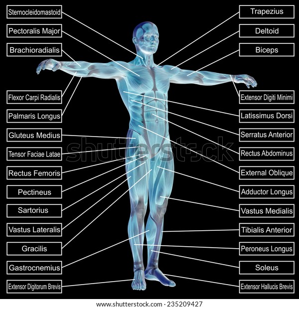 Concept Conceptual D Human Anatomy Muscle Ilustra Es Stock