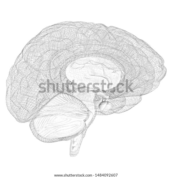 Creative Concept Human Brain Pencil Drawing Stock Illustration