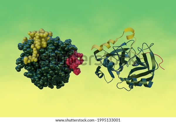 Crystal Structure Spacefilling Molecular Model Human Stock Illustration