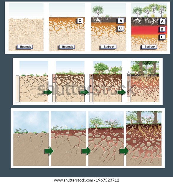 Edaphology Soil Soil Formation Mature Soil ilustrações stock