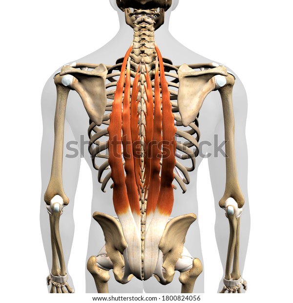 Erector Spinae Muscles Isolation Rear View Stock Illustration