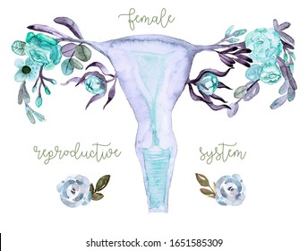 Female Reproductive System Flowers Uterus Cervix Illustrazione Stock