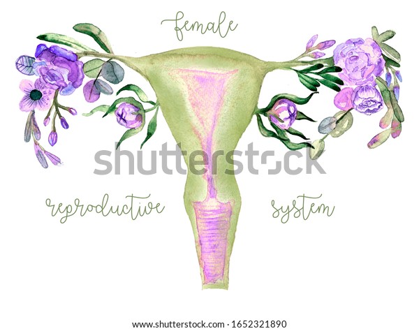 Female Reproductive System Flowers Uterus Cervix Arkivillustrasjon