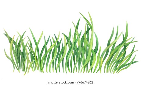 Fresh Spring Green Grass Watercolor Hand Stock Illustration 796674262