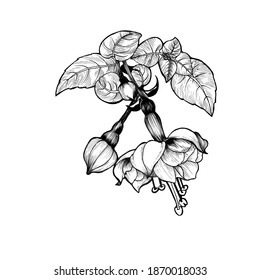 Cotton Plant Sketch Stock Illustration 608335709