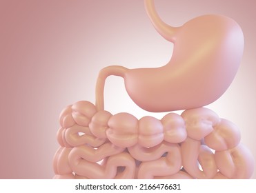 Gastrointestinal Tract Health Digestive System Human Stock Illustration