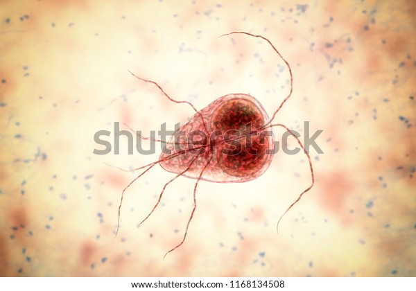 Giardia Intestinalis Protozoan Formely Known G Stock Illustration