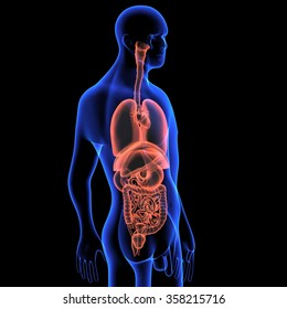 Stomach Intestine Male Anatomy Anterior Xray