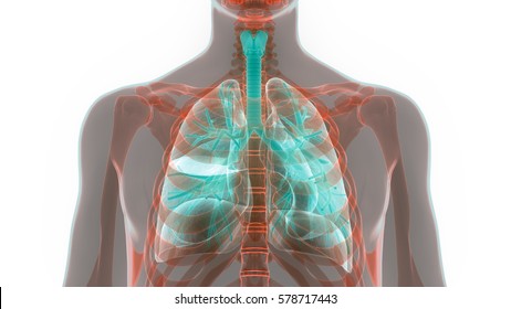 Human Body Organs Lungs Anatomy 3d 库存插图 578717443 Shutterstock