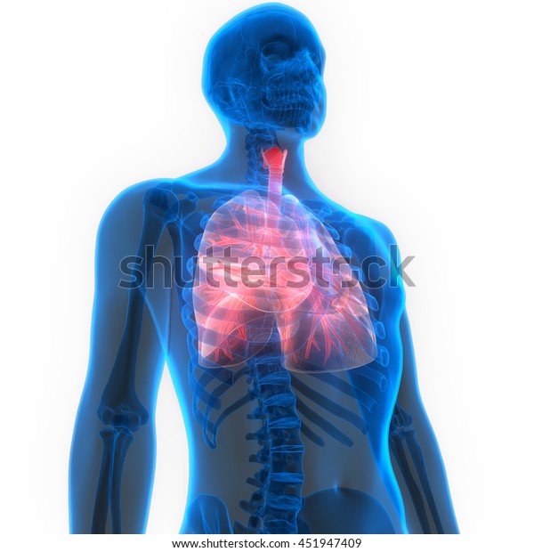 Human Body Organs Lungs Anatomy D