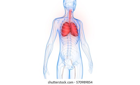 Human Body Organs Anatomy Lungs D Ilustraci N De Stock