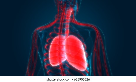 Human Body Organs Lungs Nervous System Illustration De Stock