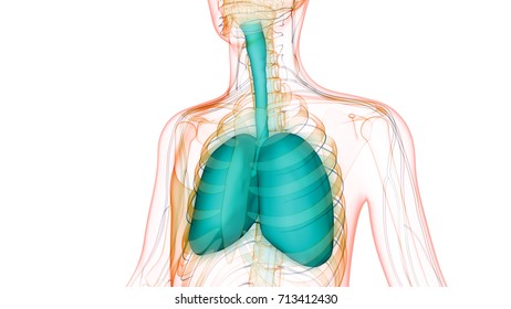 Human Body Organs Lungs Nervous System Stock Illustration